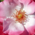 Alb - roz - Trandafir pentru straturi Floribunda - Occhi di Fata